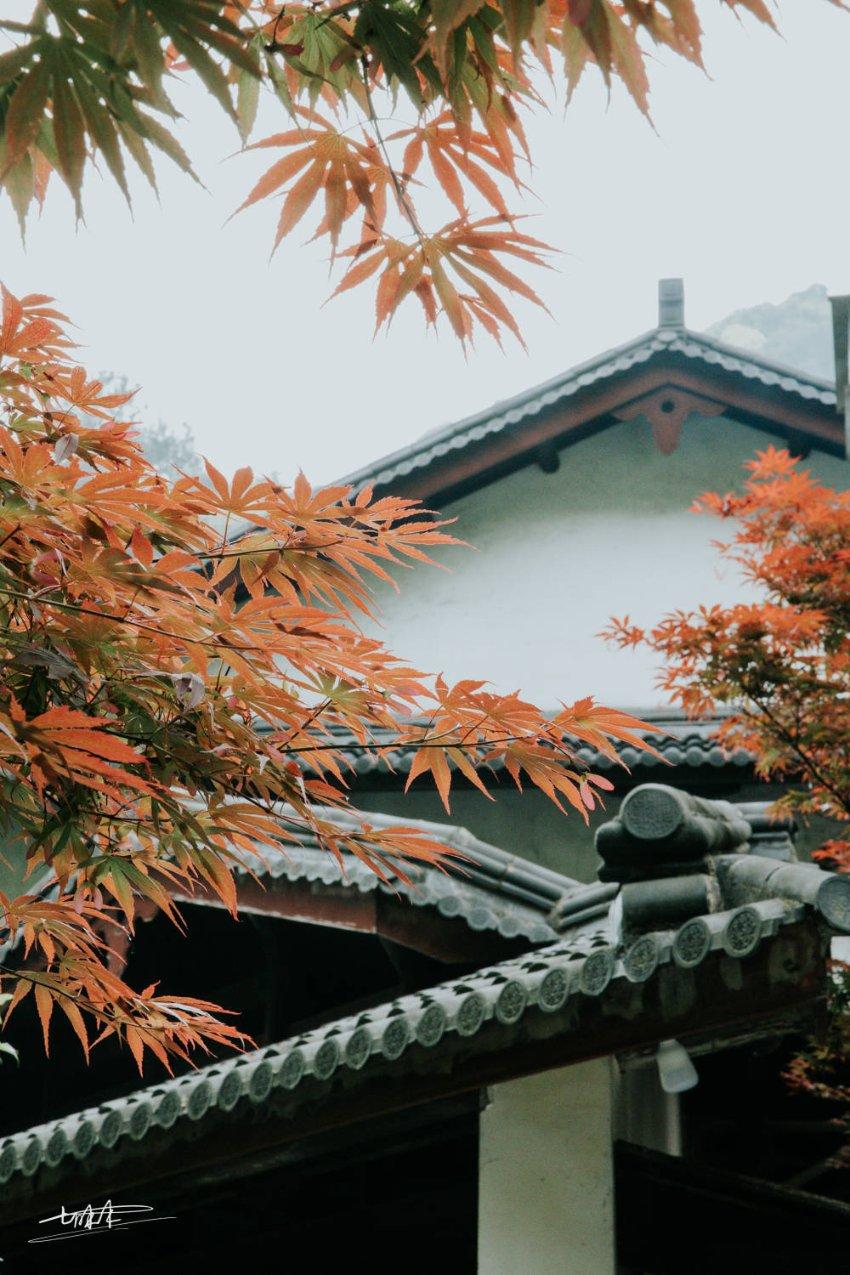 天谕手游